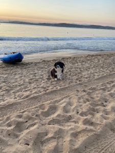 Нова TCM алергична система от Пекинския университет свързва теория, клиники и обучение