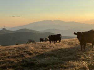 Бета тестването на Apple Intelligence ще започне следващия месец, китайската версия идва следващата година · TechNode