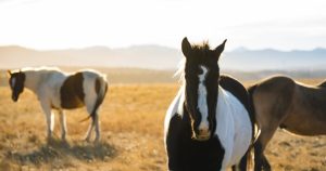 Хейлундзян в Североизточен Китай издава предупреждение за виелица от най-висока степен