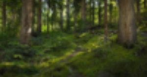 Китай ще задълбочи сътрудничеството в селскостопанската търговия с глобалните партньори