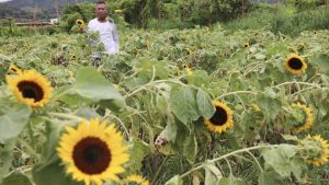 Typhoon Wipha Batters Hong Kong Sunflower Farm, напускащ собственика, на 73 години, с 6-цифрени загуби