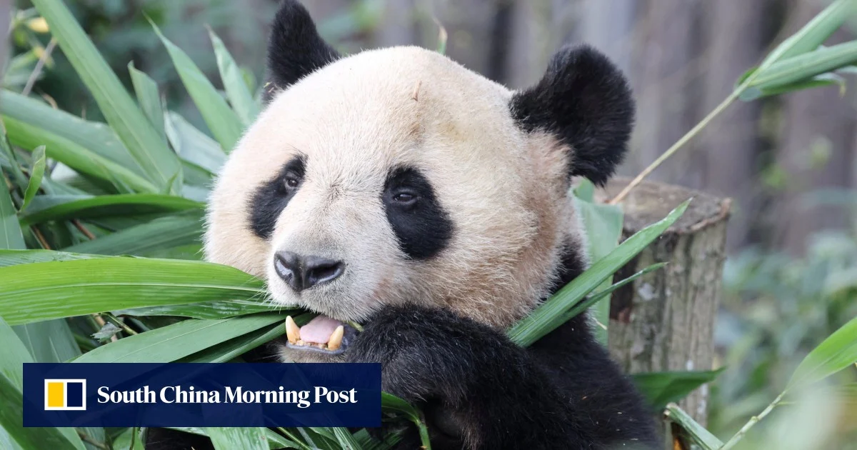 Франция ще получи две панди през 2027 г. след визита в Китай