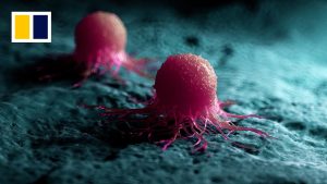 Обединени сме: защо бозайниците, които се обединяват, може да са изправени пред по-ниски рискове от рак