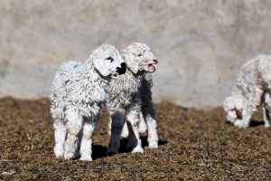 Пастири във Вътрешна Монголия, заети с отглеждане на агнета