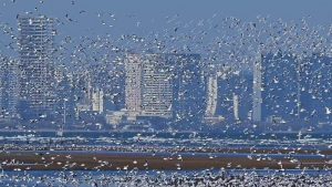 Чайки се представят грандиозно в Beidaihe в Хъбей